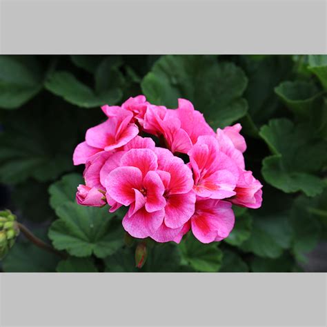 Geranium Sarita Lilac Splash Fleuron D Anjou