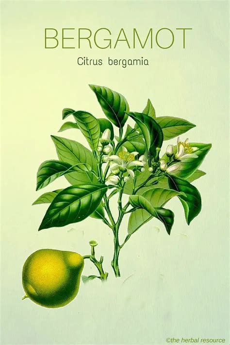 Bergamot Oil Herb Uses And Health Benefits