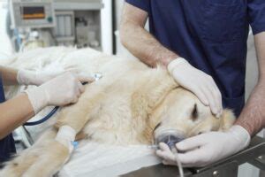 5 Alarming Medical Conditions In Dogs Which Require Immediate Action