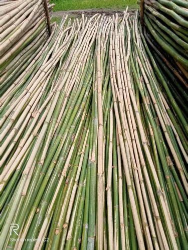 Round Green Long Bamboo Pole At Rs 65 Piece In Jagiroad ID 2848949628548