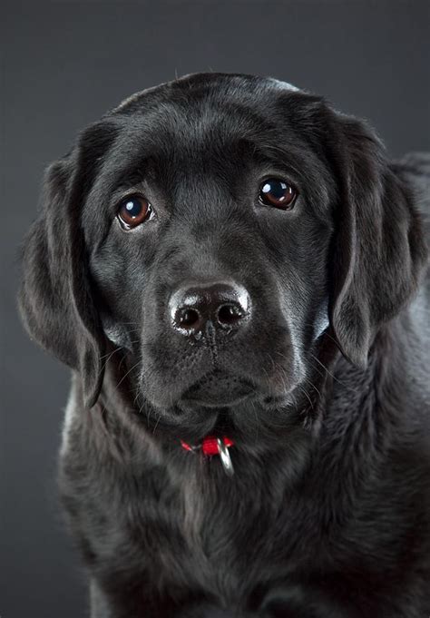 Black Lab A Complete Guide To The Black Labrador Retriever Black