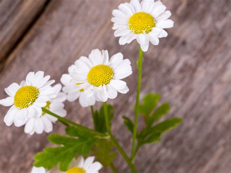 Top Health Benefits Of Chamomile Styles At Life