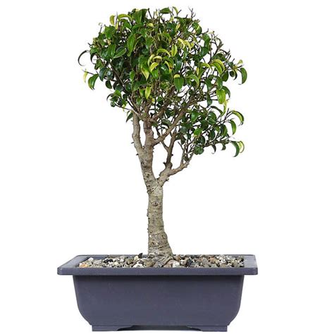 Zlarge Ficus Too Little 1 Stone Lantern