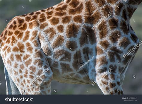 1,902 Northern Giraffe Images, Stock Photos & Vectors | Shutterstock