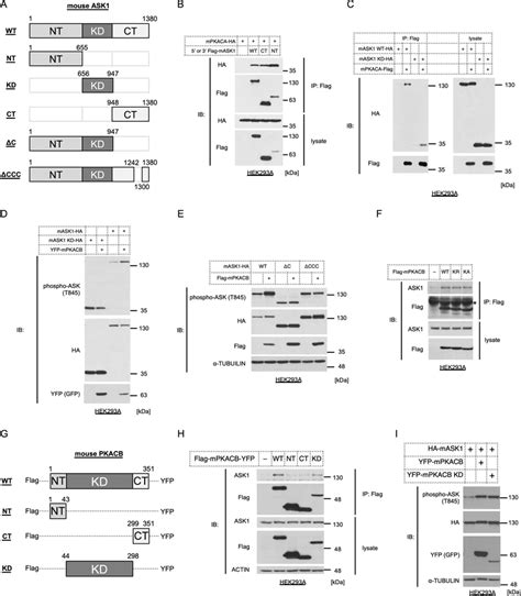 C Terminus Of ASK1 Is Critical For PKA Dependent Activation A