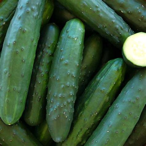 Todds Seeds Marketmore 76 Cucumber Seed