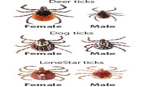 Ticks Facts Deer Ticks Ticks Types Of Ticks