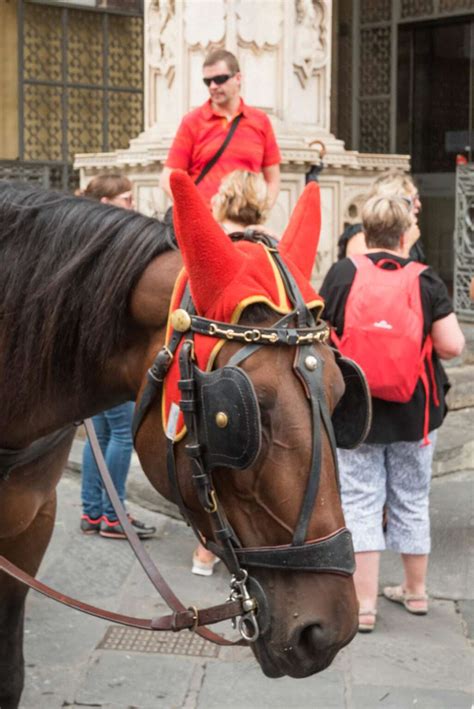 Horse Horns: What Breeds Have Them? - Smarter Horse