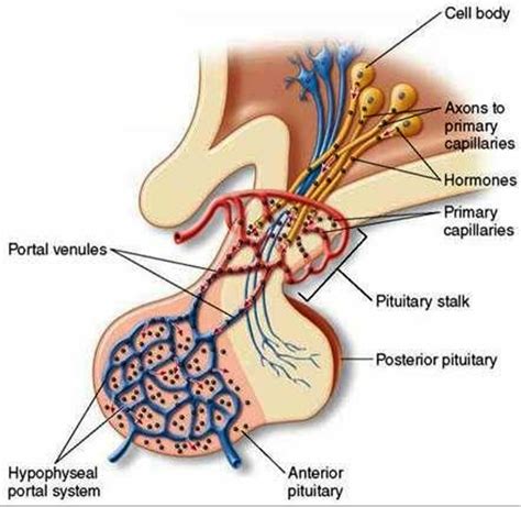 Anterior Pituitary Cells