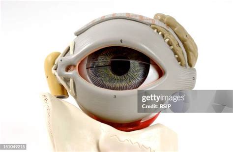 Anatomic Eye Photos And Premium High Res Pictures Getty Images