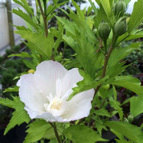 Hibiscus Syriacus Gandini White Pillar Herman Geers