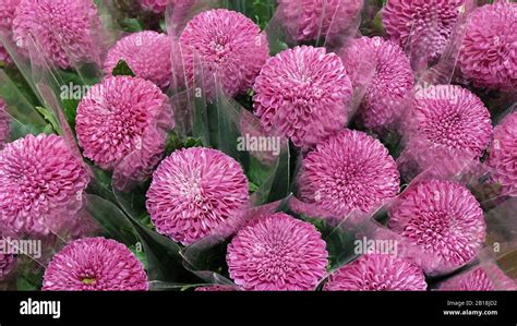 Pom pom flowers hi-res stock photography and images - Alamy