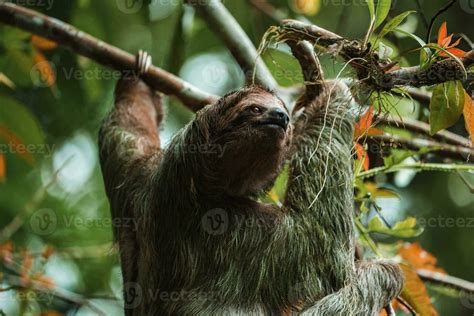 Cute Sloth Hanging On Tree Branch Perfect Portrait Of Wild Animal In