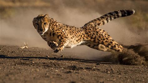 Cheetah, full speed : r/badassanimals