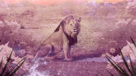 Unveiling The Symbolism Of Lions In Your Dream Signsmystery