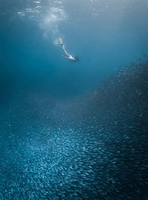 Moalboal Sardine Run Best Snorkeling In Cebu