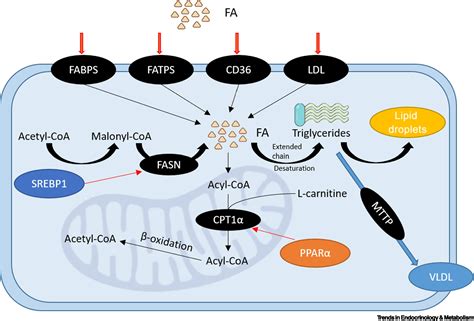 NcRNA Mediated Fatty Acid Metabolism Reprogramming In HCC Trends In