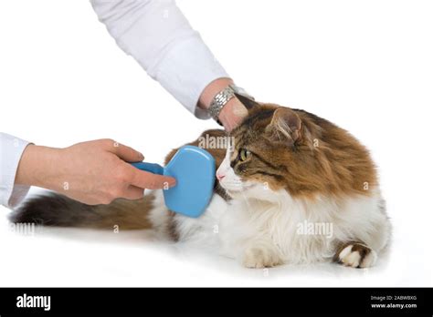 Long Haired Domestic Cat On White Background Stock Photo Alamy