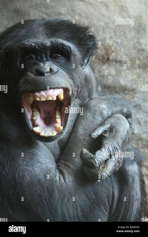 Chimpanzee teeth hi-res stock photography and images - Alamy