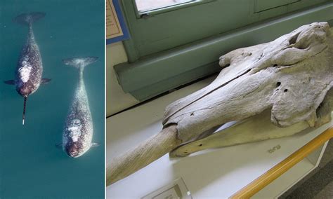 Narwhal Two Tusks