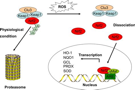 The Classical View Of Nrf Activation And Response Under Physiological