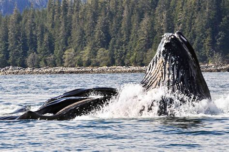 The whale pump: investigating humpback whale-driven nutrient cycling in ...