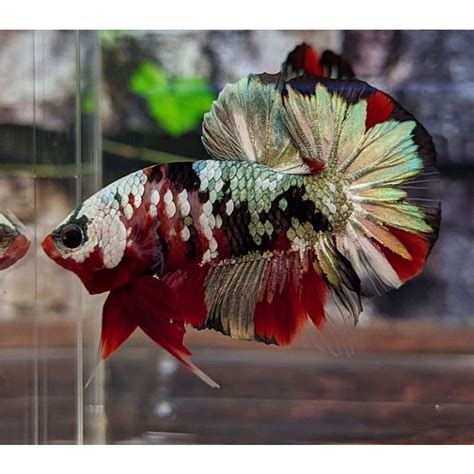 Jual Plakat Red Koi Cooper Gold Sepasang Medium Shopee Indonesia