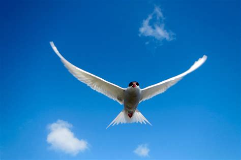 Other Seabirds — Macquarie Island Conservation Foundation