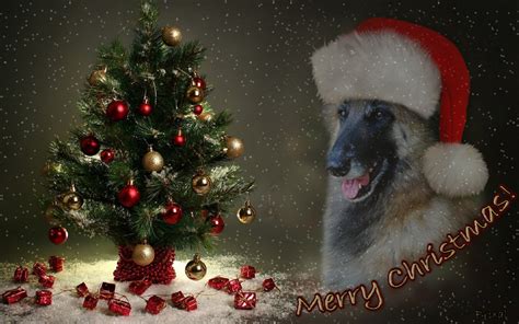 Buon Natale!