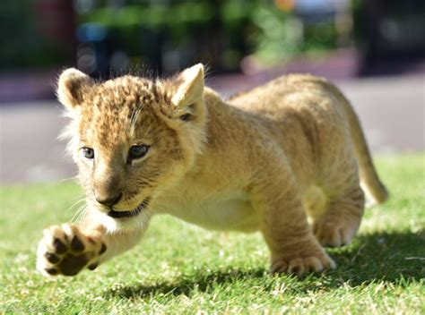 Cutest Lion In The World