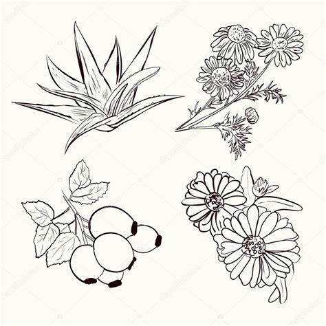 Drawings: plants sketch | Sketch of medicinal plants. — Stock Vector © marssanya #121587784