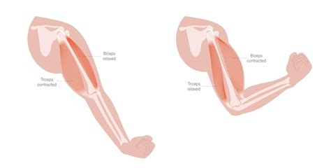 Biceps And Triceps Muscles Plantecuador