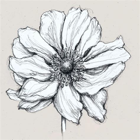 Anemone Flower Drawing