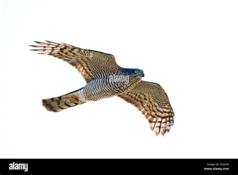 Eurasian Sparrowhawk Cut Out Stock Images Pictures Alamy