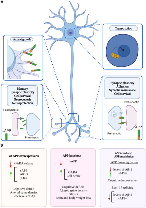 Amyloid Precursor Protein