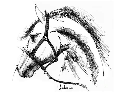 Horse Side Profile Drawing