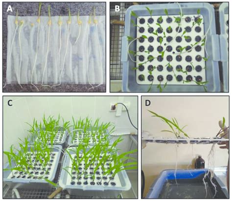 Sistema De Crescimento Floating De Pl Ntulas De Milho Em Solu O