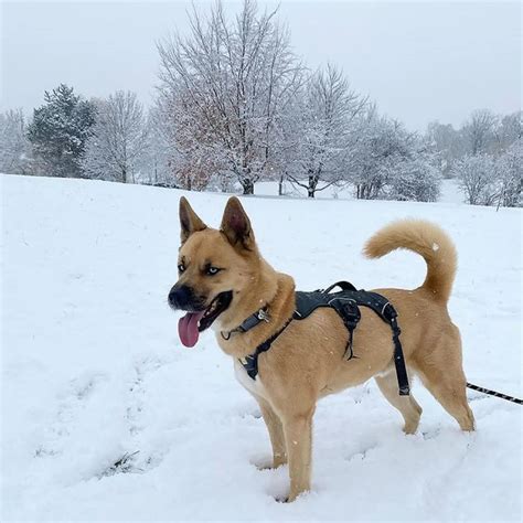 Siberian Husky Akita Mix: The Ultimate Huskita Guide