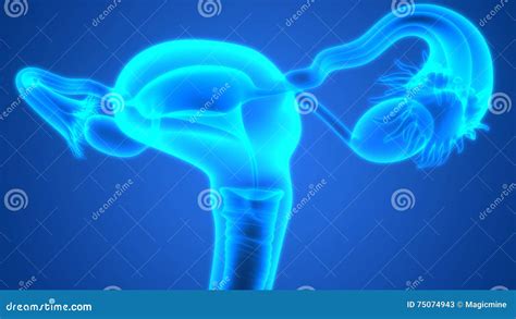 Anatomy Female Reproductive System Cross Section Stock 32940 Hot Sex