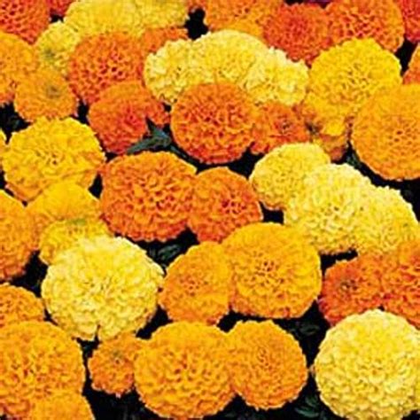 Marigold F1 Inca Mix 10 Seeds Urban Gardens