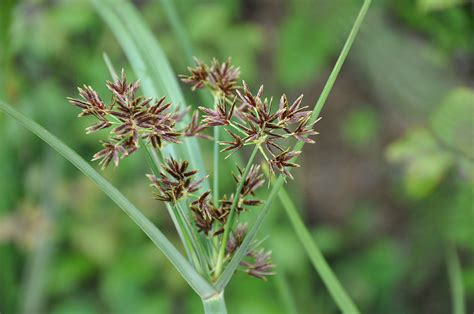 Cyperus Longus Pond Plant Growers Direct