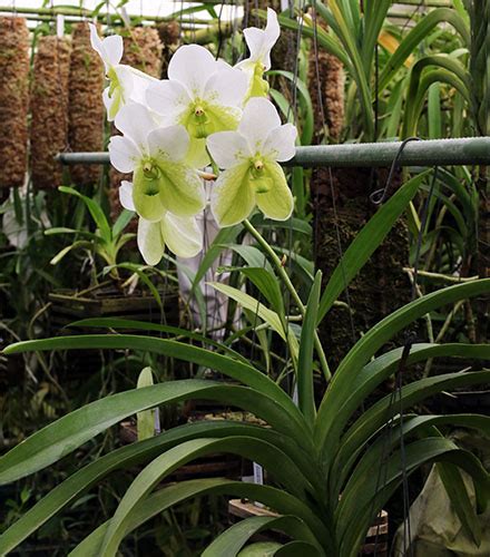 Vanda Sanderiana Alba