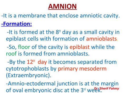 Amnion & Umbilical Cord (General Embryology) | PPT