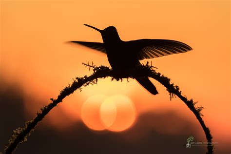 Behind The Image Sunset Hummingbirds — Deep Green Photography