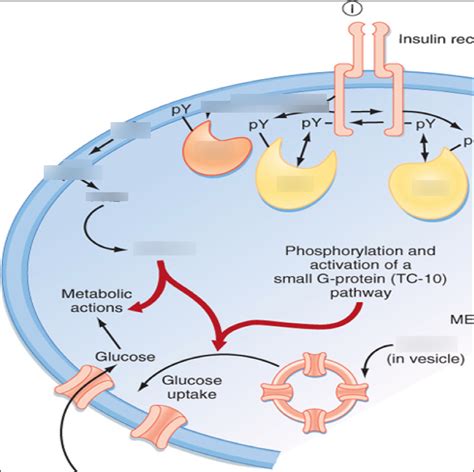 Insulin Mediated Glucose Uptake Diagram Quizlet