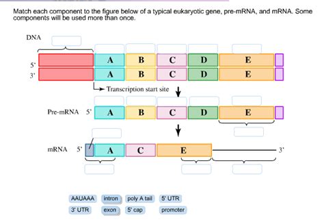 Solved Match Each Component To The Figure Below Of A Chegg