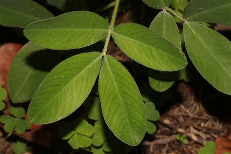 Arachis Hypogaea L Plants Of The World Online Kew Science