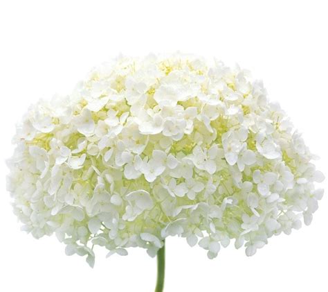 What Are Mophead Hydrangeas: How To Grow A Mophead Hydrangea Bush