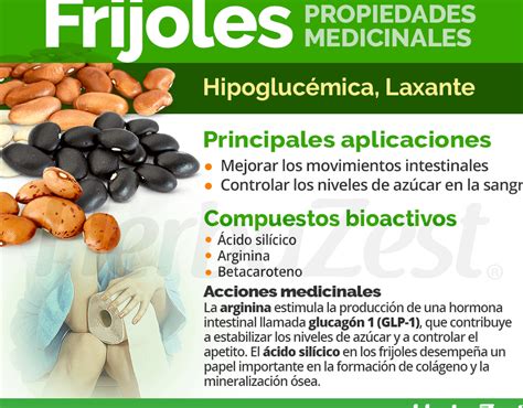 Phaseolus Vulgaris Descubre Los Beneficios Y Usos De Esta Leguminosa