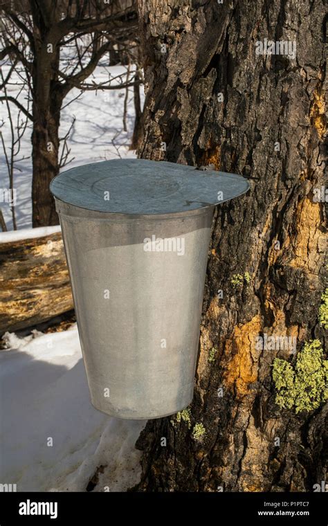 Pail On A Maple Tree Collecting Sap In Winter Potton Quebec Canada